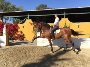 High level dressage spain costa del sol natural horsemanship Marbella